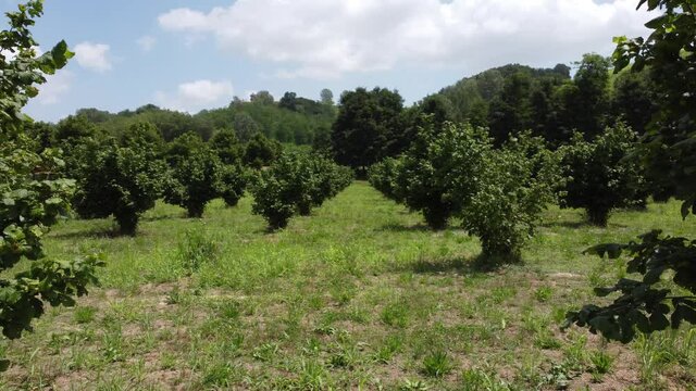 A field of young hazelnut trees near Alba in Piedmont, Italy