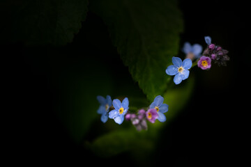 Forget-me-not - Myosotis scorpioides