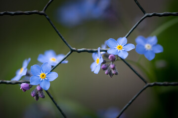 Forget-me-not - Myosotis scorpioides behind fence