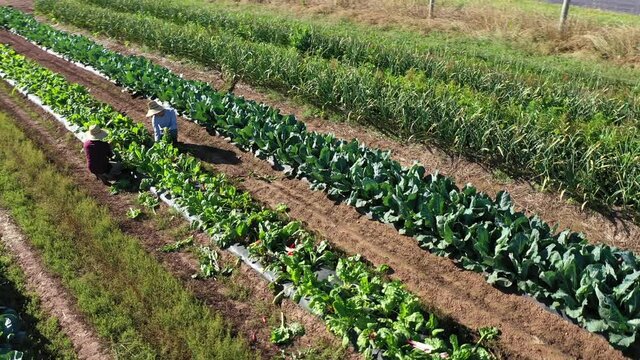 Turning orbit aerial view of two men picking vegetables on a farm in morning light wearing straw hats.