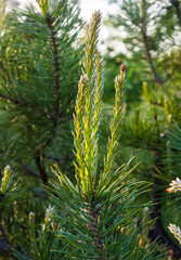 pine tree blooms in spring. close up on sky background