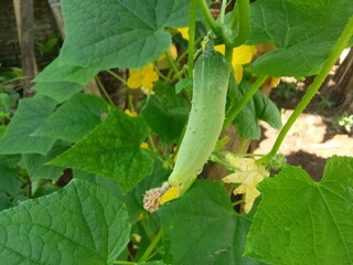 Cucumber fruit that is still small on the plant. beautiful nature
