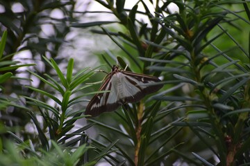 Box tree moth
