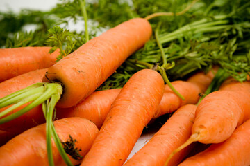 A bunch of carrots with tops, isolated on a white background