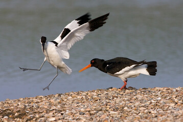 Eurasian Oystercatcher and Pied Avocet, Scholekster en Kluut, Haematopus ostralegus and Recurvirostra avosetta