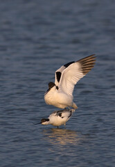 Pied Avocet, Kluut, Recurvirostra avosetta