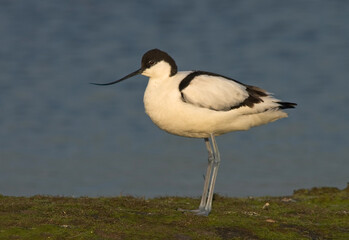 Pied Avocet, Kluut, Recurvirostra avosetta
