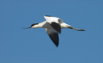 Fototapeta na wymiar Pied Avocet, Kluut, Recurvirostra avosetta