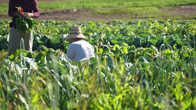 Low angle view of two men on farm harvesting colorful swiss chard in the morning wearing straw hats.