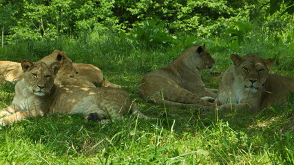 Lionesses in Lion Safari in Safari Park in Dvůr Králové nad Labem, Eastern Bohemia, Czech Republic, Europe
