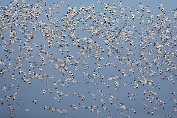 Pied Avocet, Kluut, Recurvirostra avosetta