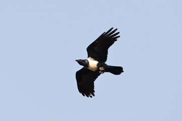 Schildraaf, Pied Crow, Corvus albus