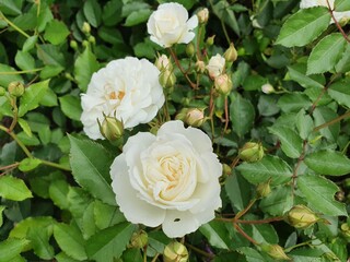 white rose bush