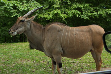 Naklejka na ściany i meble Eland antelope close to the car in Safari Park in Dvůr Králové nad Labem, Eastern Bohemia, Czech Republic, Europe 
