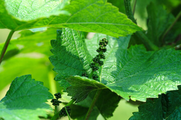 Junge Weintrauben vom Grauer Burgunder an Rebstock mit Weinblättern Anfang Juni - Stockfoto