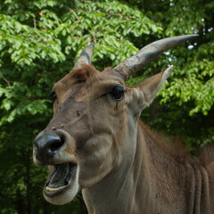 Eland antelope close to the car in Safari Park in Dvůr Králové nad Labem, Eastern Bohemia, Czech Republic, Europe
