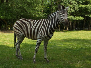 Fototapeta na wymiar Zebra in Safari Park in Dvůr Králové nad Labem, Eastern Bohemia, Czech Republic, Europe 