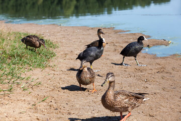 wild waterfowl ducks near their habitat
