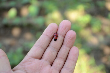 closeup the small red black color weevil insect hold on hand over out of focus green brown background.