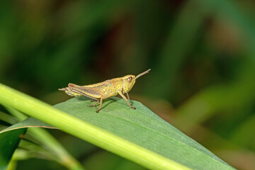 grasshopper sits on a leaf against a blurred background