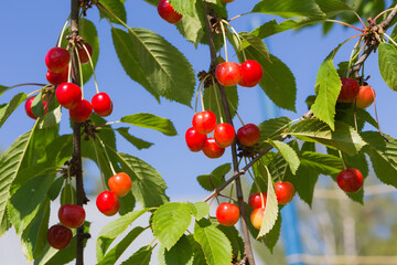 cherries on a branch