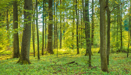 Klimaneutral in die Zukunf - Netto Null Ziel