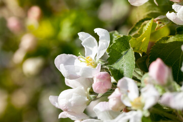 flowering trees in the orchard