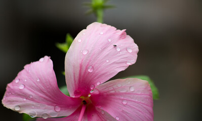 Hibiscus with Insects © RajSaran Photography