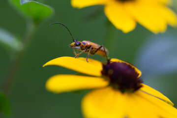 beetle on a flower