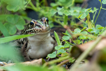 休憩中のトノサマガエル