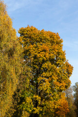 Fototapeta premium maple foliage in autumn leaf fall