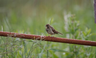 Meadow Pipit on a rusty iron gate.