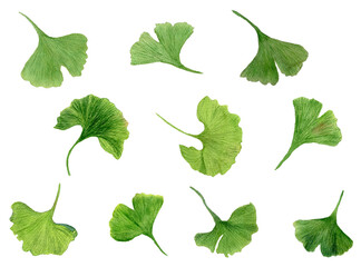Watercolor set of green leaves of ginkgo biloba. Individual elements isolated on white background