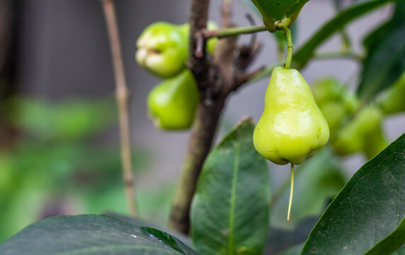 Organic java apple or wax apple fruit close up on the tree