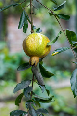 Young pomegranate fruit hanged on the tree inside of a home garden