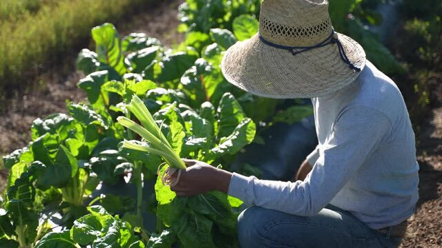 Closeup of man picking colorful swiss chard wearing a straw hat on a farm in the morning.