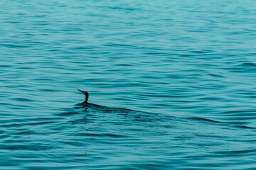 Fototapeta premium duck 