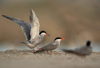 White-cheeked Tern mating at Asker marsh, Bahrain