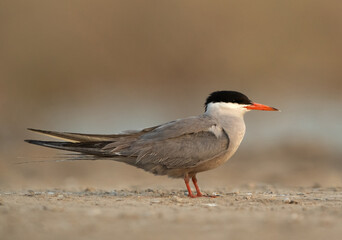 White-cheeked Tern at Asker marsh, Bahrain