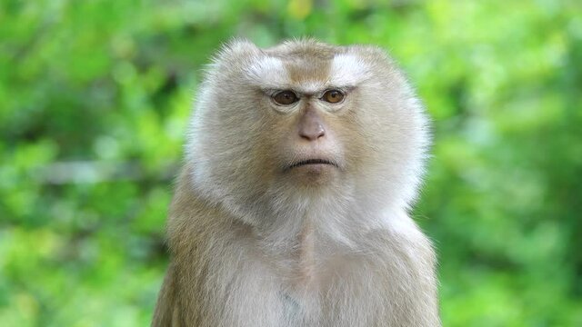 Cute monkey face Video Close-up, 4k Resolution. Batang Ai National Park, Borneo