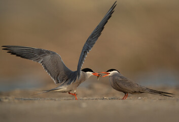 White-cheeked Tern feeding his mate at Asker marsh, Bahrain