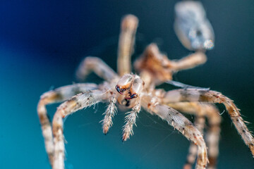 spider on the web