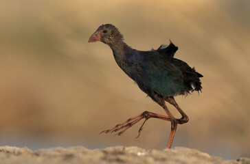A closeup of a Juvenile Grey-headed Swamphen at Asker Marsh, Bahrain