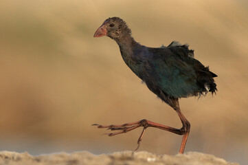 A Juvenile Grey-headed Swamphen at Asker Marsh, Bahrain