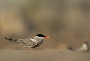 White-cheeked Tern at Asker marsh, Bahrain