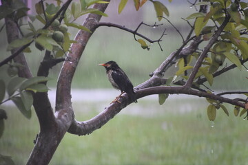 Beautiful bird in rain on plant