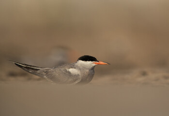 Portrait of a White-cheeked Tern at Asker marsh, Bahrain