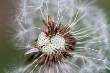 close up of dandelion