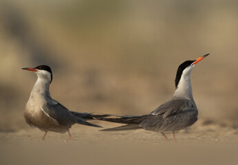 White-cheeked Tern pair at Asker marsh, Bahrain