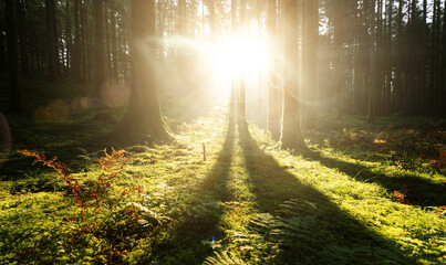 Beautiful sunlight with beams in morning mossy forest.